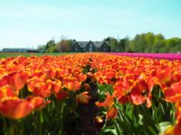 Engels in de Nederlandse taal. Een verarming of verrijking?