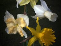 Springvossen 30 april | Elspeth Diederix | The Miracle garden